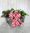 Christmas Cactus