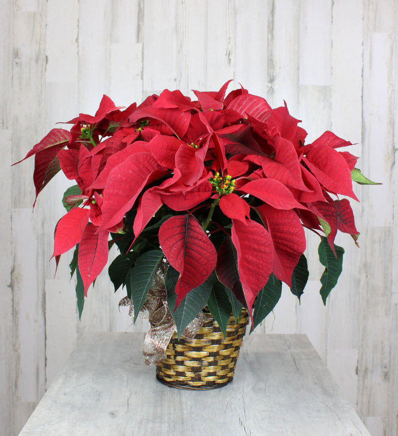 Assorted Poinsettia